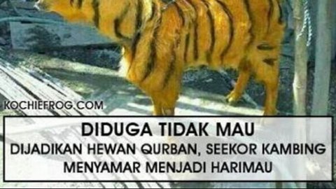 5 Meme Kurban ini Lucunya Bikin Lupa Makan Daging