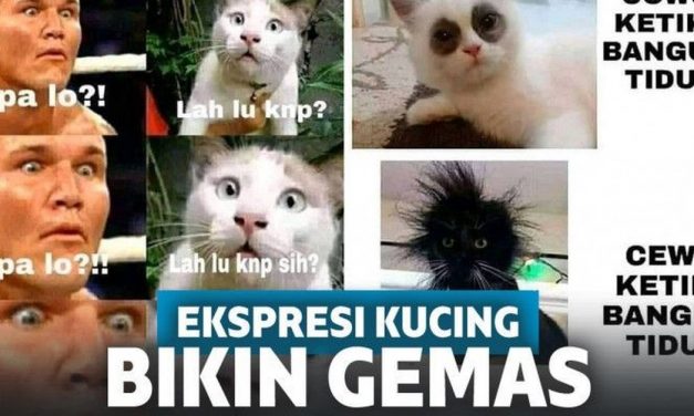 Gemas! 10 Meme Ekspresi Kucing Ini Bikin Ngakak Sekaligus Setuju