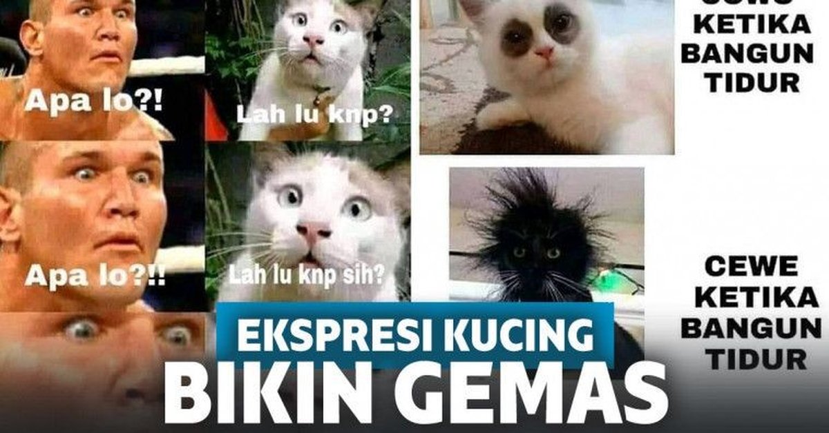 Gemas! 10 Meme Ekspresi Kucing Ini Bikin Ngakak Sekaligus Setuju