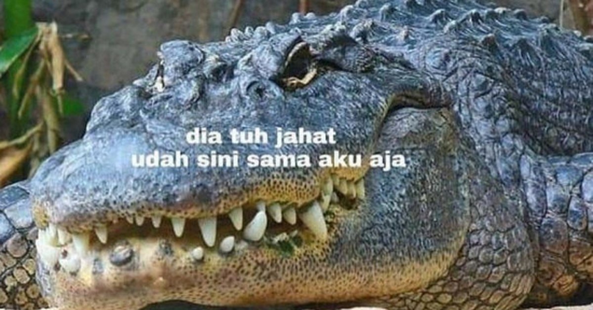 5 Meme ‘Ucapan Buaya Darat’ ini Kocaknya Nyindir dan Bikin Waspada