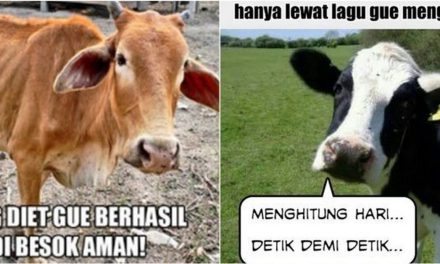 10 Meme lucu ‘perasaan sapi’ jelang Idul Adha ini bikin senyum tipis