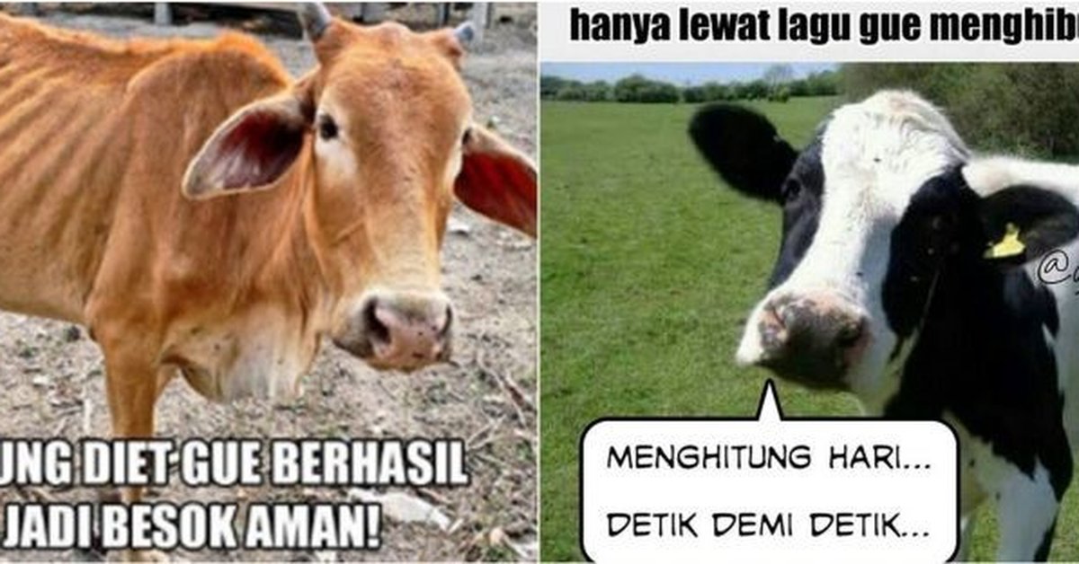 10 Meme lucu ‘perasaan sapi’ jelang Idul Adha ini bikin senyum tipis