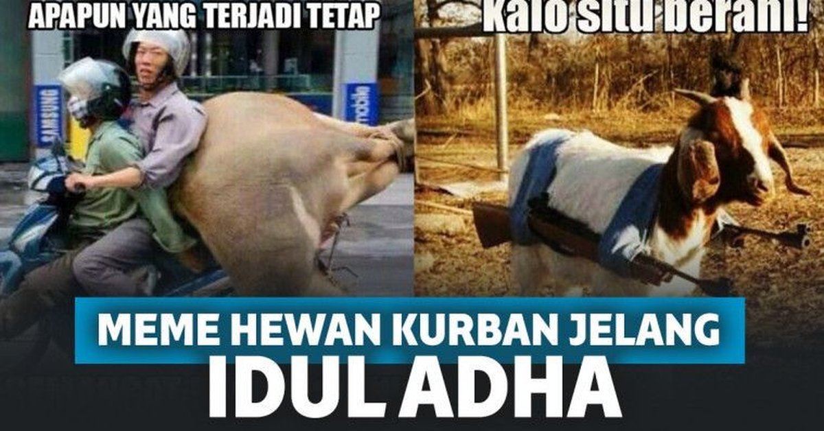 Bakal Disembelih Jelang Idul Adha, 13 Meme Hewan Kurban Ini Bikin Sedih Sekaligus Ngakak