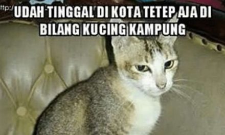 10 Meme Beda Nasib Kucing Kampung dan Rumahan