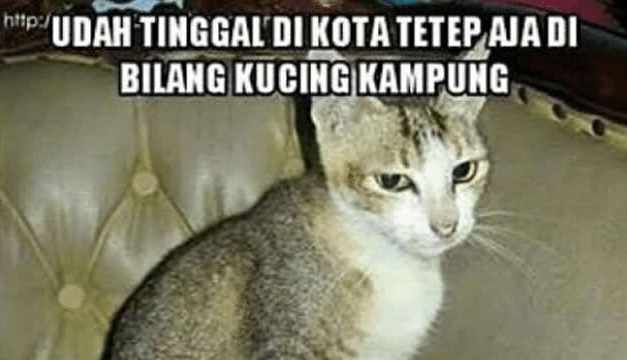 10 Meme Beda Nasib Kucing Kampung dan Rumahan