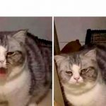 13 Kelakuan Kucing Dijamin Bikin Ngakak Sampai Nangis, Pas Buat Meme!