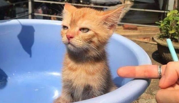 10 Meme Tingkah Lucu Kucing Bikin Pucing Lo Ilang