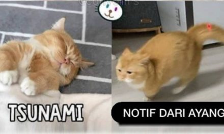 10 Meme Kucing Ayang-ayangan ala Anabul, Bikin Gemez