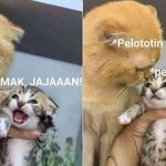10 Meme Kucing Orange AKA Kocheng Oren Barbar yang Bikin Ngakak Gemes
