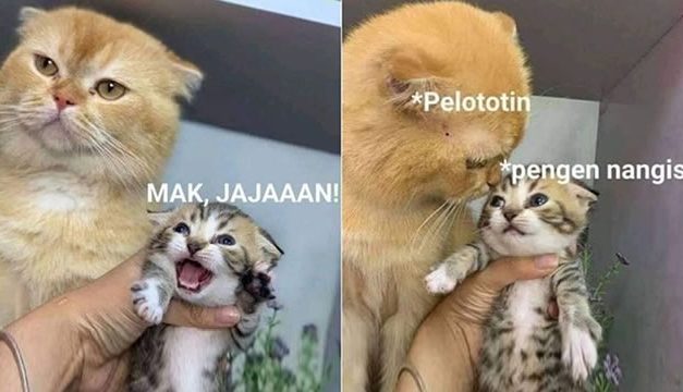 10 Meme Kucing Orange AKA Kocheng Oren Barbar yang Bikin Ngakak Gemes