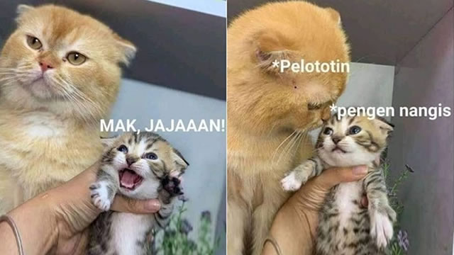 10 Meme Kucing Orange AKA Kocheng Oren Barbar yang Bikin Ngakak Gemes