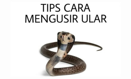 8 Meme Ular ini Bikin Tepuk Jidat