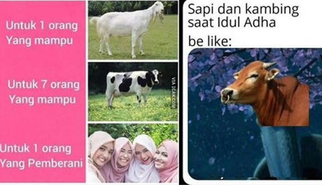 10 Meme Hewan Kurban Jelang Idul Adha ini Endingnya bikin Baper